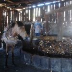 Traditional mill for making maguey mash