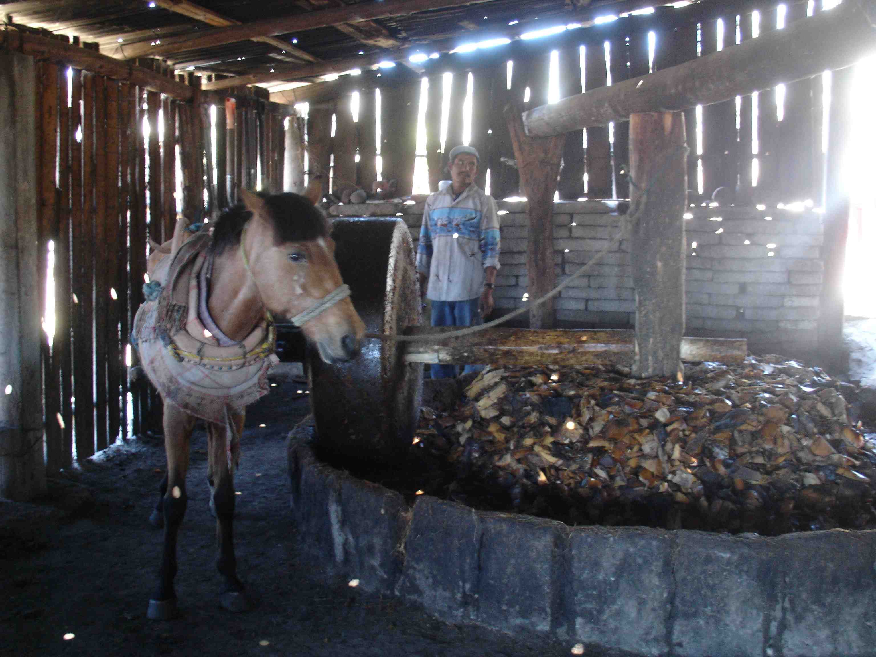 Traditional mill for making maguey mash