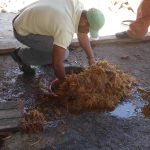 Loading the fermented mash into the still