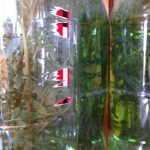 Herbally infused mezcals at Palenque Roaguia