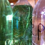 Herbally infused mezcals at Palenque Roaguia