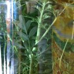 Herbally infused mezcals at Palenque Roaguia