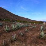 Fields of espadin next to Palenque Roaguia