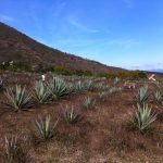 Fields of espadin next to Palenque Roaguia