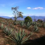 The field of espadin bordering Palenque Roaguia