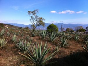 The field of espadin bordering Palenque Roaguia
