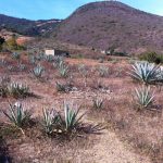 The field of espadin bordering Palenque Roaguia