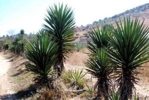 Agave karwinskii