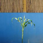 A cornstalk grows in San Dionisio