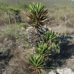 One of the "cultivated" madrecuixe - the replanting project for Wahaka