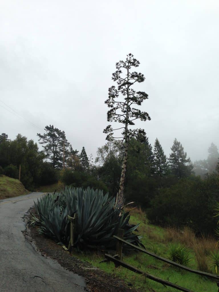 Blooming agave on Los Alamos Road in Sonoma