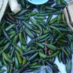 Chilies at the Ayutla Market