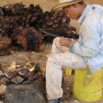 Cutting maguey, Mezcal Tosba