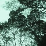 Tree canopy, Mezcal Tosba