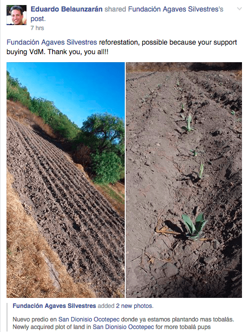 A screen shot of Eduardo Belaunzarán's Facebook update showing Fundación Agaves Silvestres's effort at cultivating tobala hiuelos in the Oaxacan valley