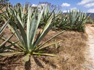 A shot from the Vago web site, probably Agave americana, perhaps the Agave Blanco or Agave Sierra Negra subvariety. 