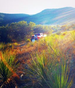 Rolling fields of sotol