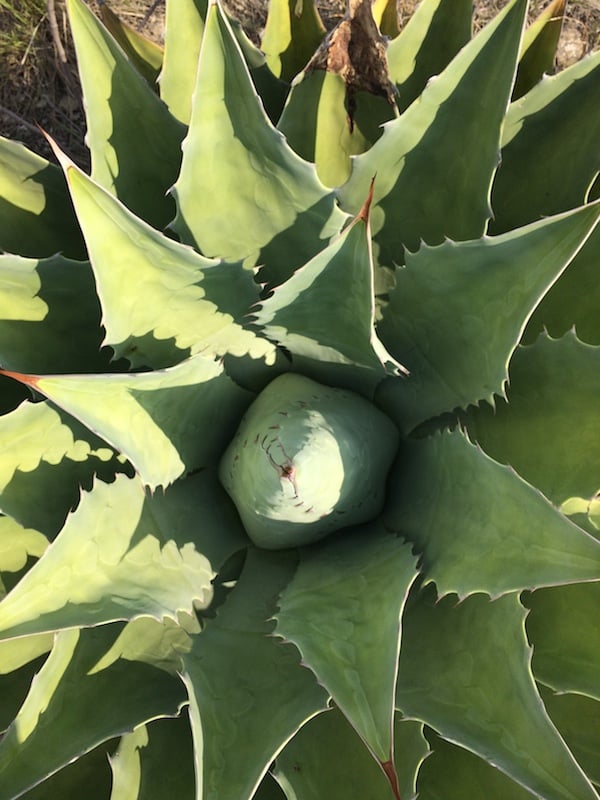 A papalometl plant in Sindihui, a town in the Mixteca Alta.