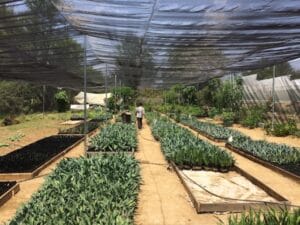 An agave reforestation project in Santa Catarina Minas which grows a variety of local agave, especially the native karwinski variations.