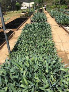 An agave nursery