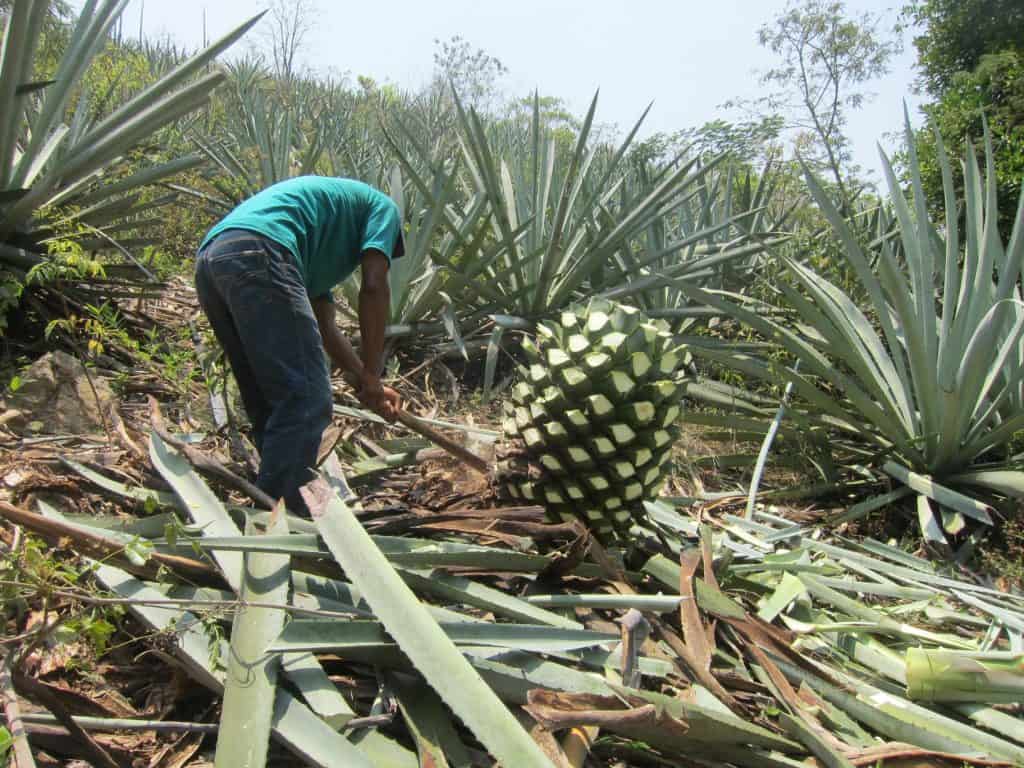 All the pencas shorn from a piña at the Tosba farm. 