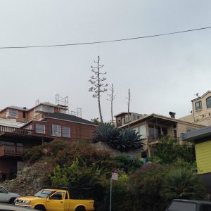 A quiote towers over San Francisco. 