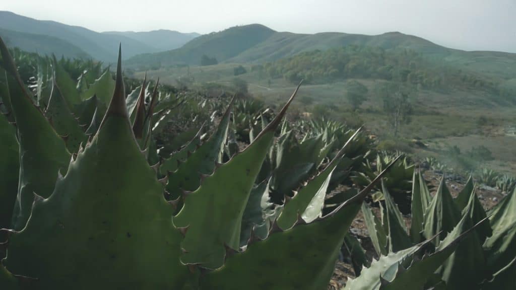 Guerrero Sierra Madre del Sur