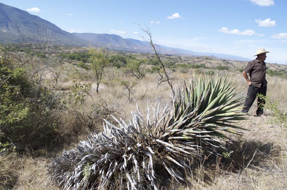 One of the ancient agave plants. 