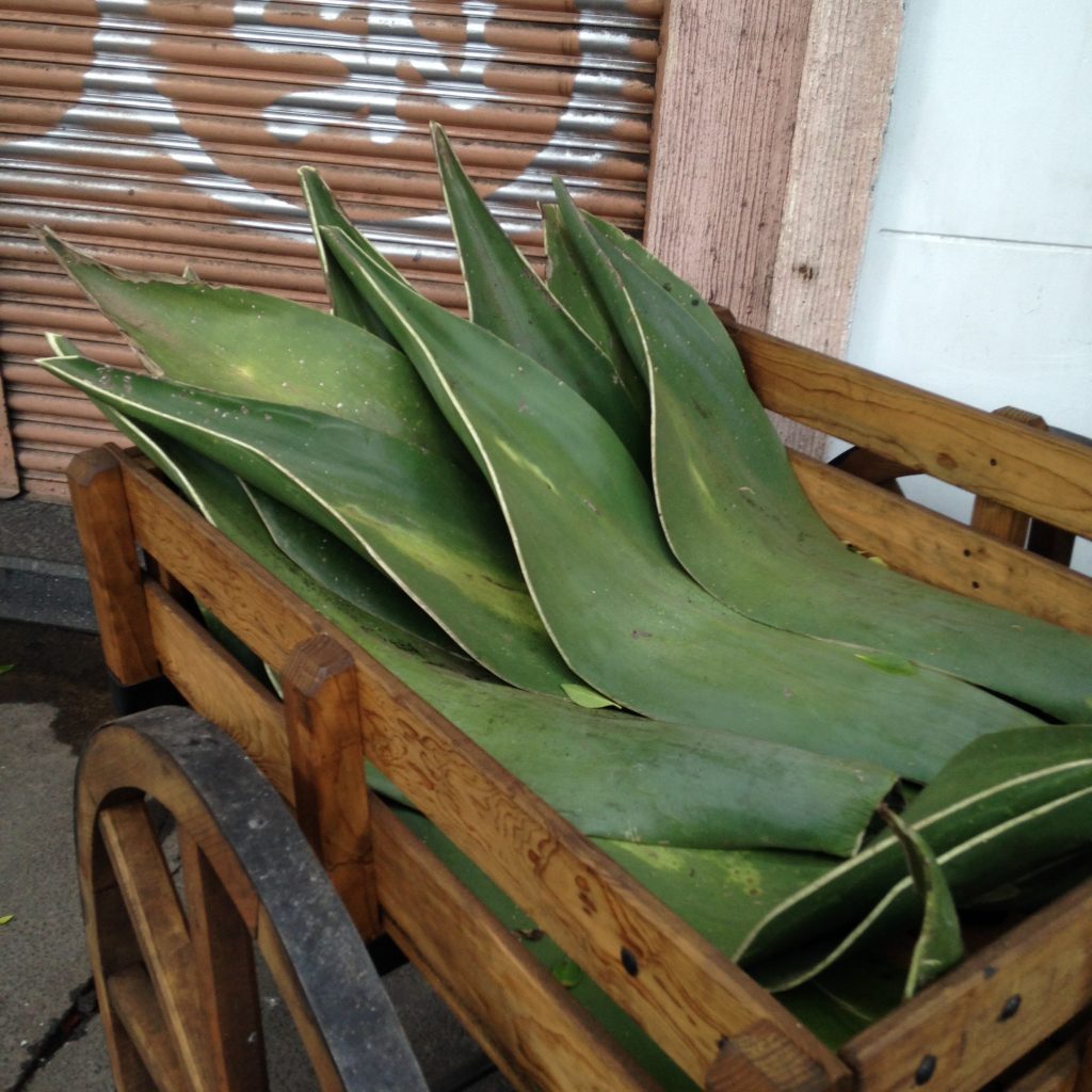 Pencas for sale at a farmer's market in Mexico