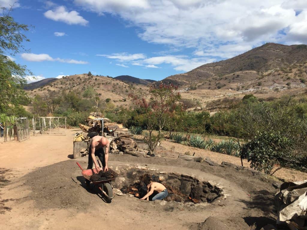 Emptying the underground oven where agave hearts are roasted.