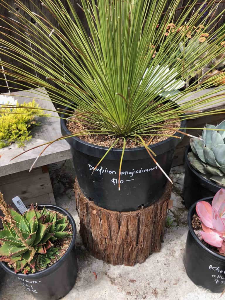 A sotol plant for sale