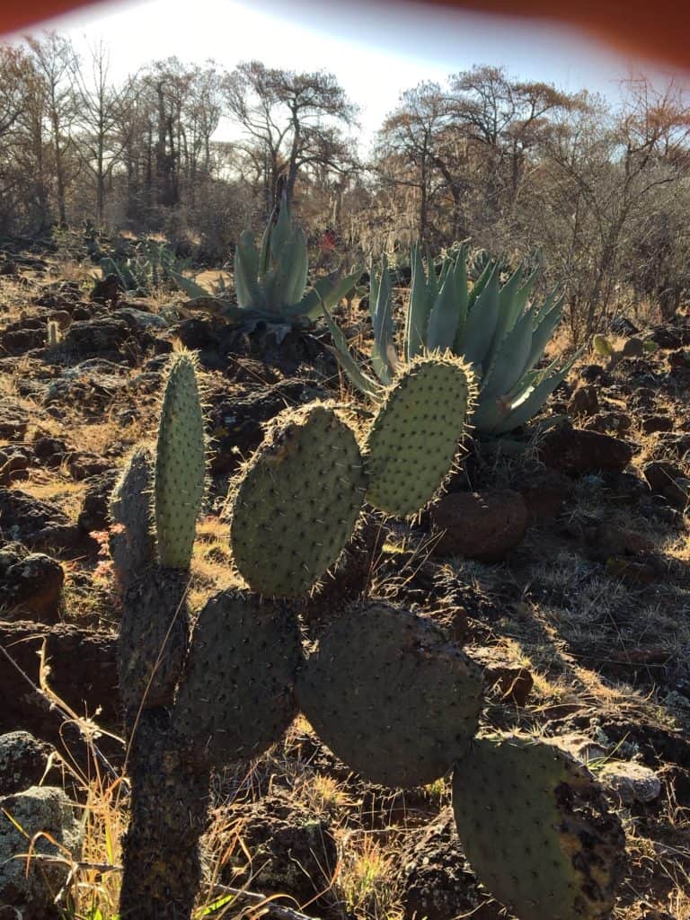 agave, cactus, Nombre de Dios, Durango – Mezcalistas