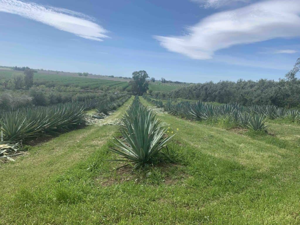 Agave fields of Woodland