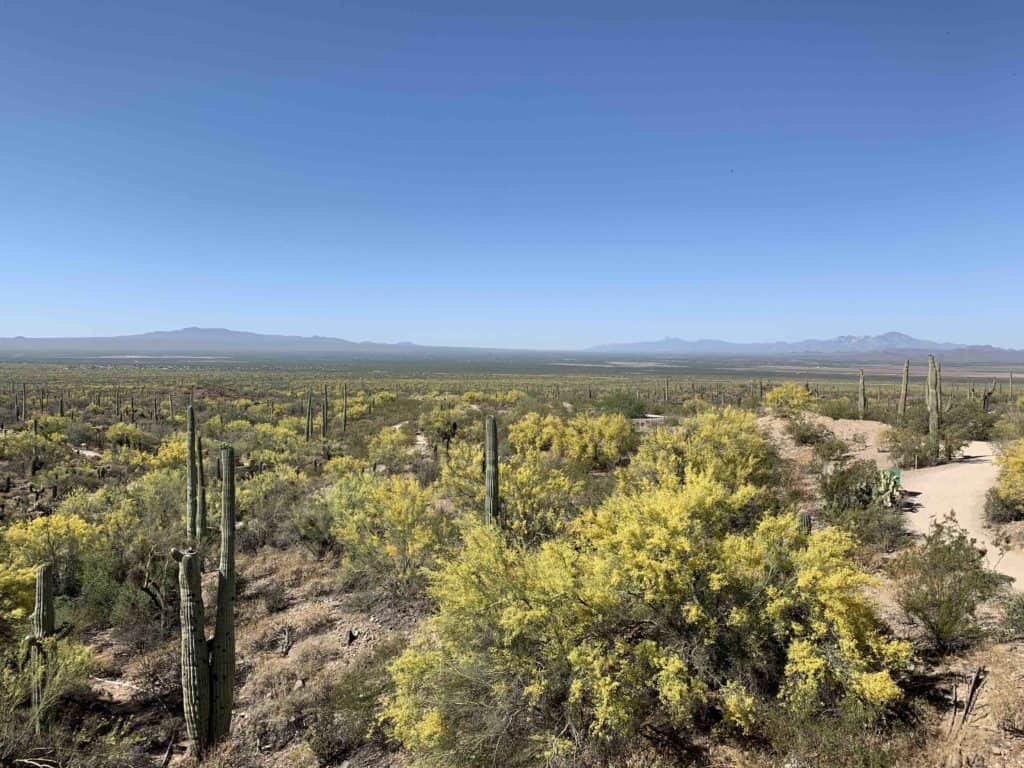 Vista of saguaro and palo verde