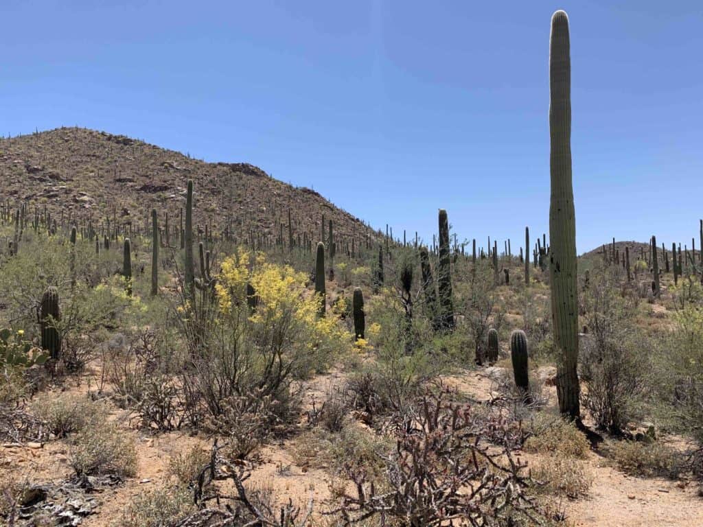 Saguaro catci