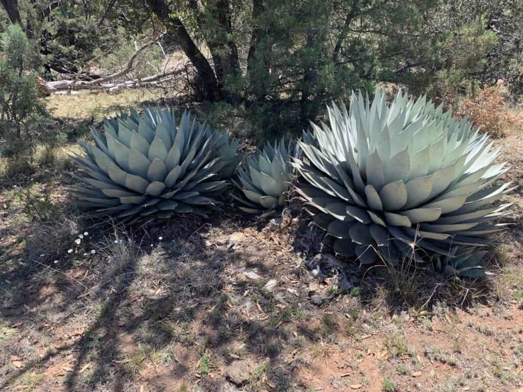 Agave parryi