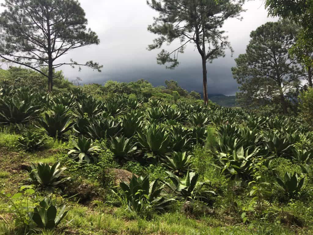 Cupreata field Michoacan