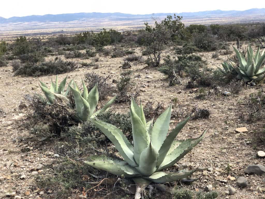 Agave Lamparillo