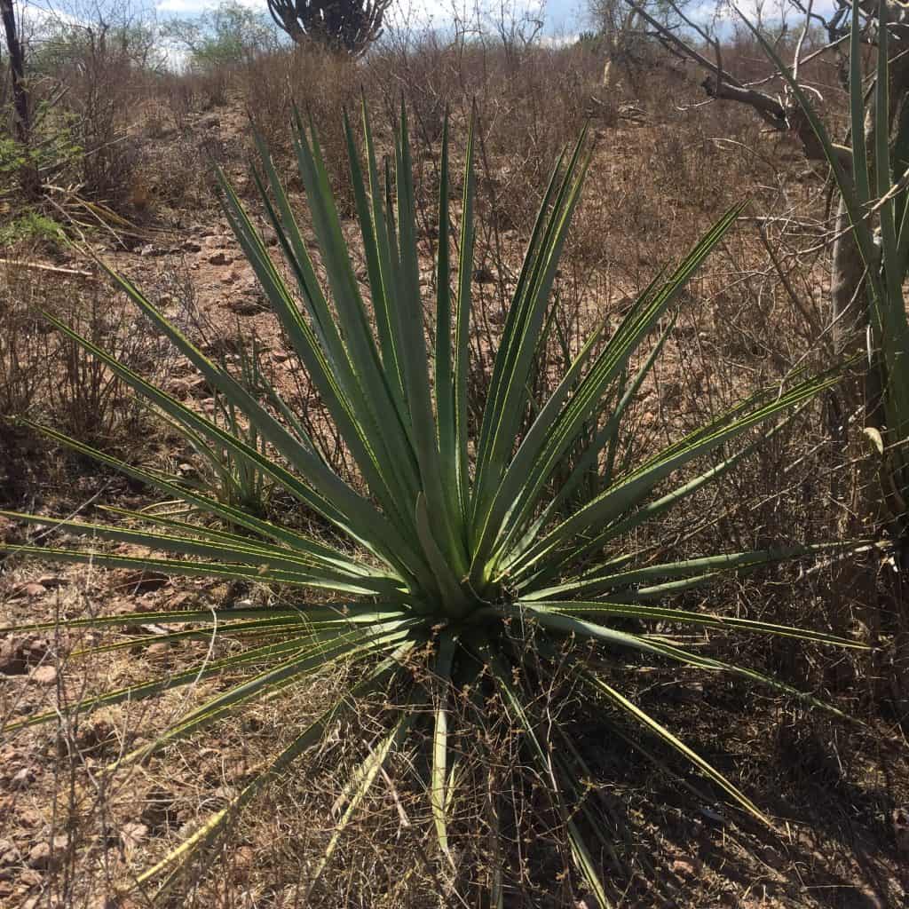 Agave Tepemete