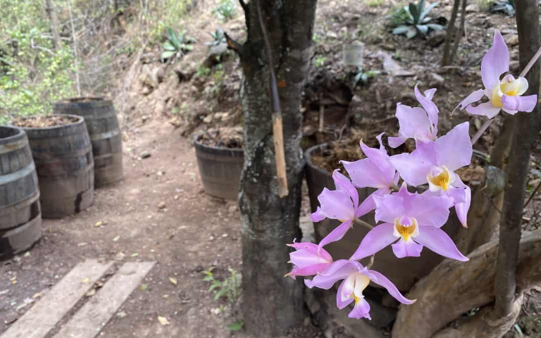 A Visit to Raicilla La Reina