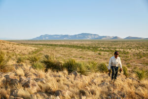 What is sotol?