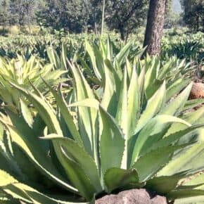 A field of Agave Maximiliana