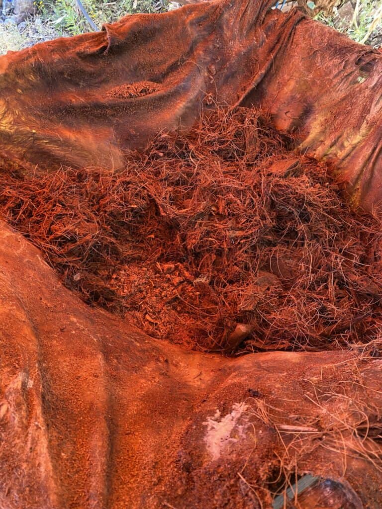 A cowhide fermentation tank can have a strong influence on the final flavor of mezcal