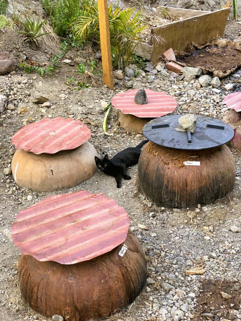 A black cat reclines between clay pots full of fermenting agave, or mosto. Clay fermentation pots can influence the final flavor of mezcal.