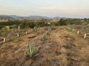 Biopiracy in Mexico: Impact and resistance in small agrosystems