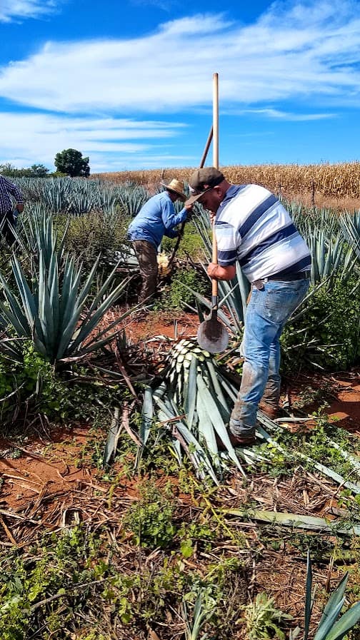 Jimadors harvesting agave